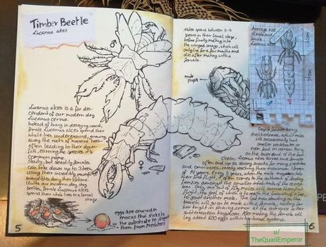 Field Notes Sketchbook, Dnd Notes Aesthetic, Worldbuilding Sketchbook, Fantasy Field Journal, Field Notes Aesthetic, Worldbuilding Journal, Fantasy Journal Pages, Wildlife Journal, Field Notes Journal