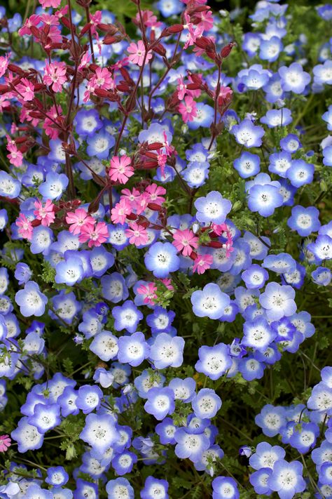 Silene Flower, Nemophila Flower, Nemophila Menziesii, Anemone Leveillei, Anemone Virginiana, Belladonna Delphinium, Spring Planting, Companion Plants, Future Garden