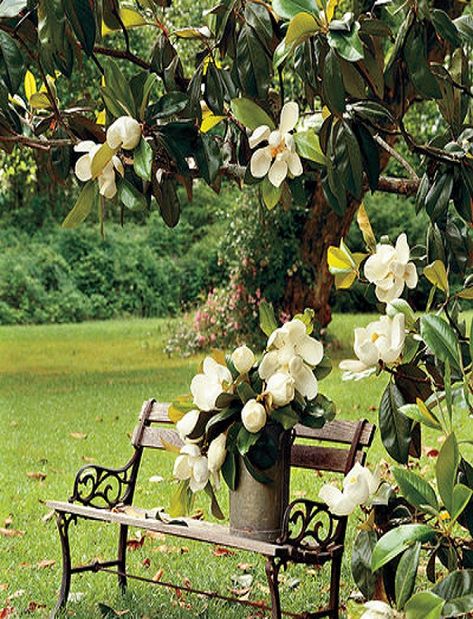 Southern White Magnolia Tree Magnolia Grandiflora, Southern Magnolia, Southern Garden, Magnolia Trees, Beautiful Flowers Garden, Magnolia Flower, Patio Ideas, Flowering Trees, The Grass