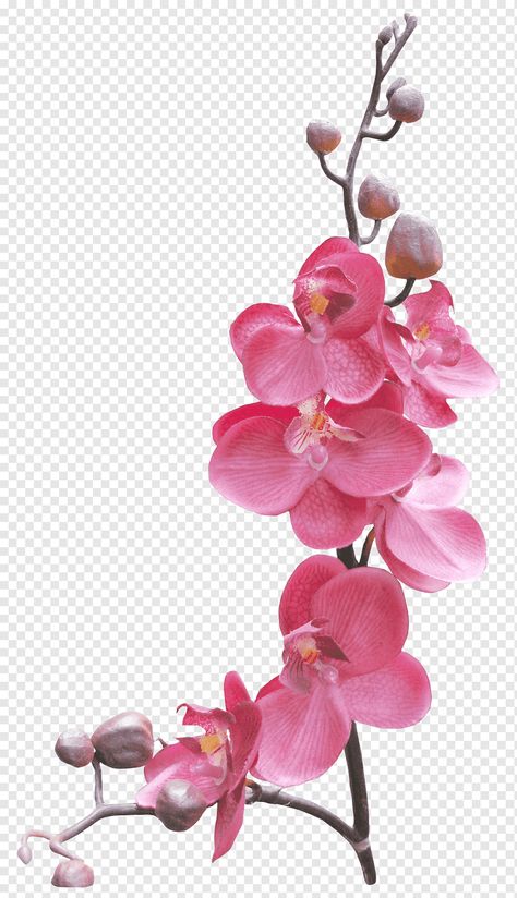 Flower Transparent Background, Hot Pink Orchid, Green Floral Decor, Floral Design Drawing, Orchid Illustration, White Flowering Plants, Pink Flowering Trees, Flower Transparent, Cherry Blossom Watercolor