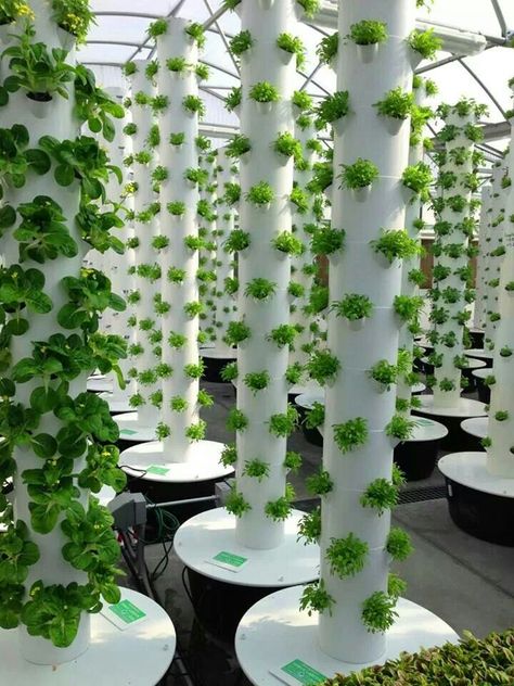 Tower garden Aeroponic Tower, Vertical Hydroponics, Hydroponic Vegetables, Tanaman Air, Tanaman Pot, Hydroponic Farming, Jardim Diy, Hydroponics Diy, Vertical Farming