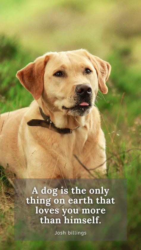 dog quotes love meaningful short Short Meaningful Words, Dog Quotes Short, Dog Quotes Love Meaningful, Love Dog Quotes, Short Dog Quotes, Comfy Beds, Food Quotes Funny, Animals Lover, Short Dog