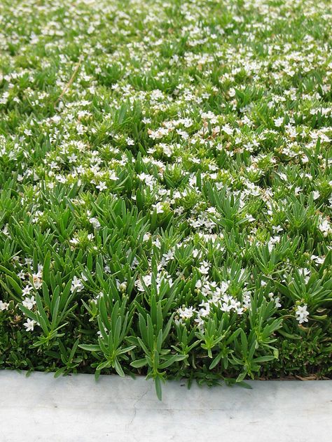 Myoporum parvifolium / Creeping Boobialla Creeping Boobialla, Sloped House, Myoporum Parvifolium, Plant Palette, Australian Garden Design, Evergreen Groundcover, Rooftop Gardens, Australian Native Garden, School Entrance