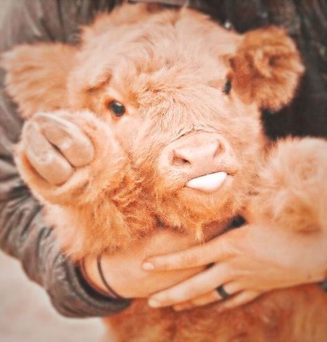 #cow #aestheticanimal #aestheticcow #aesthetic #cows Backgrounds Preppy, Cute Animals Eating, Aesthetic Cows, Fuzzy Cows, Cows Aesthetic, Pet Cows, The Cutest Animals, Cow Photography