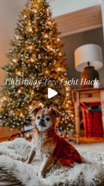 169K views · 12K likes | Karlee Gail Bowman on Instagram: "My Christmas light hack! I use three different types of Christmas lights on my tree. Trust me - this hack will make any tree amazing! It’s bright! Don’t be confused by the baby bump. This recording is from last year 😂 #christmastree #christmasdecor #christmasdecorating #homedecor #christmashome #homedecor #christmasdecoration" Colored Tree Lights Decorating Ideas, Best Way To Put Lights On Christmas Tree, How To Make Your Christmas Tree Full, Christmas Tree Lights Ideas, Xmas Tree Lights, Indoor Tree, Christmas Tree Lights, Decorating With Christmas Lights, Photo Tree