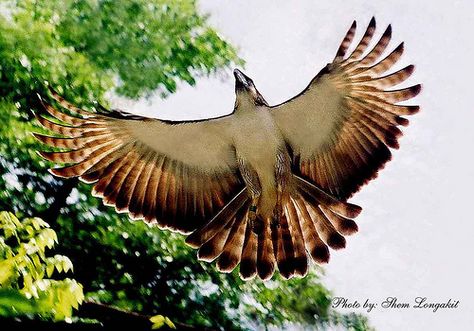 Philippine or moneky-eating eagle in flight Steller's Sea Eagle, Philippine Culture, Philippine Eagle, Lion King Tattoo, Wallpapers Beautiful, Filipino Tattoos, Eagle In Flight, Sea Eagle, Eagle Wallpaper