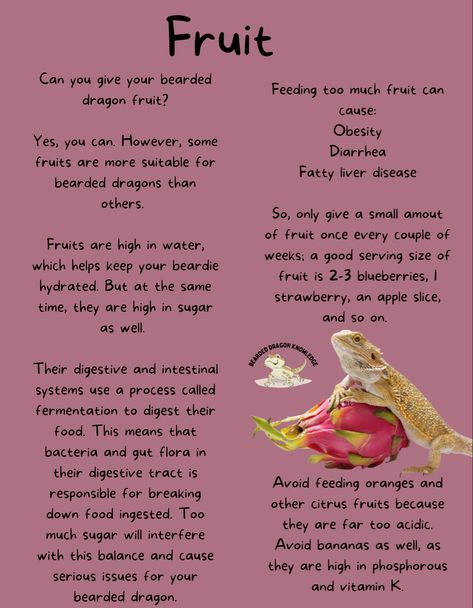 Beardie Food List, Diy Beardie Harness, Bearded Dragon Eating Schedule, Bearded Dragon Essentials, Bearded Dragon Need To Know, Bearded Dragon Setup, Breaded Dragon, Fancy Bearded Dragon, Bearded Dragon Diet