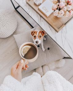 Dog Instagram Photo Ideas, Puppy Photography, Photos With Dog, Dog Photoshoot, Pet Photography, Dogs And Kids, Russell Terrier, Jack Russell Terrier, Dog Photography