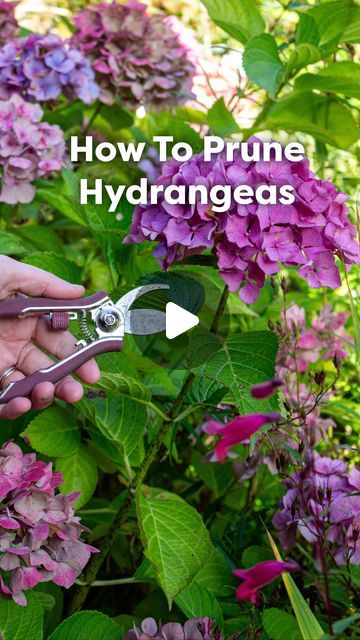 Envii - Garden & Home on Instagram: "I think 🤔 Hydrangeas are our new favourite! 🌸🤩  Proper pruning is key to maximise blooms, check out our guide! ☺️  #hydrangeas #cottagegardens #gardengram #gardencommunity #flowerslovers #diygarden #easygardening #allotmentlove #potager #budgetgardening #petalperfection #ihavethisthingwithflowers #flowergarden #pruning #wintergardening" How To Propagate Hydrangeas In Water, How To Prune Hydrangeas In The Fall, Prune Hydrangeas When To, Hydrangea Propagation In Water, Winterizing Hydrangeas, How To Prune Bobo Hydrangeas, Hydrangea Plant Care, When To Prune Hydrangeas, Pruning Hydrangeas