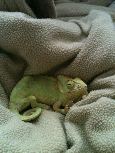 . Pet Chameleon, Terrestrial Animals, Veiled Chameleon, Cute Lizard, Cold Blooded, Cute Reptiles, Reptiles Pet, Super Cute Animals, Pretty Animals