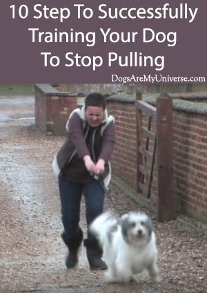 Dog Minding, Positive Dog Training, Easiest Dogs To Train, Dog Exercise, Dog Training Advice, Dog Training Videos, Dog Training Techniques, Train Your Dog, Training Your Puppy