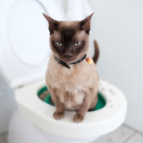 Cat Training Tricks, Toilet Poster, Cat Races, Cat Toilet Training, Cat Ages, Older Cats, Cat Toilet, Angry Cat, Toilet Training