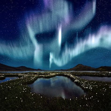 Taiga Biome Information Northern Lights (aurora Borealis), Aurora Borealis Northern Lights, Visit Iceland, See The Northern Lights, Beautiful Night, Iceland Travel, The Night Sky, Blue Wallpaper, Reykjavik