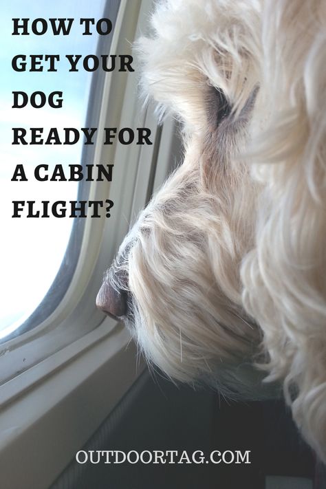 Figuring Out How to Prepare Your Dog for a Flight in Cabin Flying With Dog In Cabin, Traveling With Dog On Plane, Dogs On Planes, Dog Space, Dog Entertainment, Dog Spaces, Flying Dog, International Flight, Pet Wipes