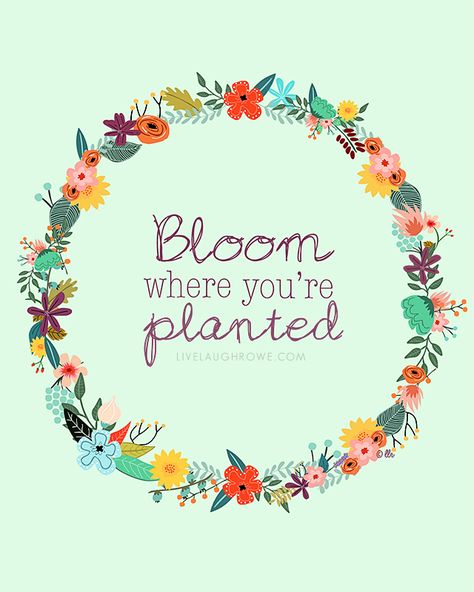 Such a great reminder!  Bloom where you're planted.  Two color options for this free printable too. livelaughrowe.com Biology Project, Strange Wallpaper, Quote Images, Bloom Where Youre Planted, Plants Quotes, Brainy Quotes, Bloom Where You Are Planted, Garden Quotes, Happy Birthday Messages