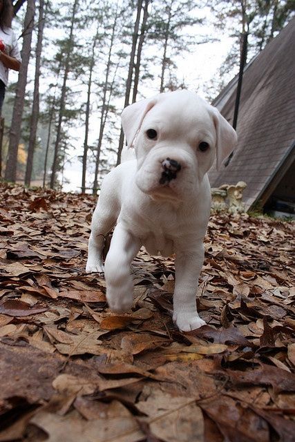 Boxer puppies are the eighth most popular breed in the United States for good reason. White Boxer Puppies, White Puppy, Dog White, White Boxers, Boxer (dog), Boxer Puppy, Boxer Puppies, Labrador Retriever Puppies, Boxer Dogs