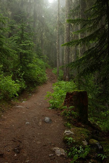 British Columbia Forest, British Forest, Dark Cottagecore Aesthetic, Canadian Forest, Woodland Retreat, Dark Forest Aesthetic, Forest Camp, Forest Walk, Forest Scenery