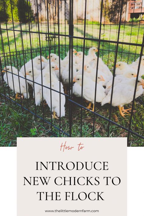 How to introduce new chicks to the flock How To Introduce New Chicks To The Flock, Introducing Chicks To Flock, Introducing New Chickens To The Flock, Baby Chicks Raising, Chicken Flock, Chicken Care, Biggest Chicken, Raising Chicks, Laying Hens