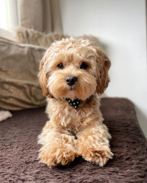 Feeling cute with my new haircut 🧸 Hope everyone had a fun long weekend 🤍 Collar - @sniffandbark 🏷- BAILEY to save… | Instagram post from Bailey (@bailey_the_maltipoo__) Maltipoo Teddy Bear Haircut, Maltipoo Haircut Styles Teddy Bears, Cavapoo Haircut Styles, Cockapoo Haircut Styles, Maltipoo Haircut Styles, Teddy Bear Dog Haircut, Cockapoo Haircut, Maltipoo Haircuts, Labradoodle Grooming