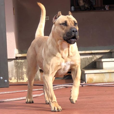 84332141_10157768940710336_7221652028328509440_n Bull Mastiff Dogs, Pitbull Dog Puppy, Mastiff Dog Breeds, Big Dogs Breeds, Biggest Dog In The World, Kangal Dog, Biggest Dog, Mastiff Breeds, Presa Canario