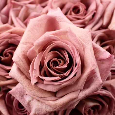 rnz317 Simple Floral Centerpieces, Mauve Roses, Mauve Wedding, Rose Stem, Rosé Details, Flower Care, Flower Food, Event Flowers, Wholesale Flowers