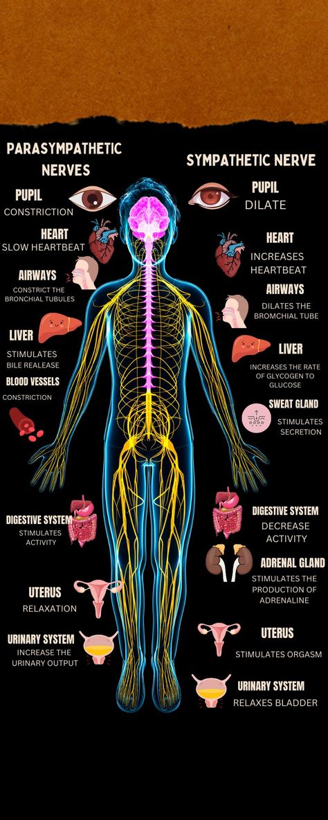 https://www.canva.com/design/DAF1l92SNaM/T6L4RNpkgtQoZCMHvUFguA/view?utm_content=DAF1l92SNaM&utm_campaign=share_your_design&utm_medium=link&utm_source=shareyourdesignpanel Nervous System Infographic, Sympathetic And Parasympathetic, System Infographic, Color Therapy, Nursing Students, Nervous System, Anatomy, Nursing, Disease