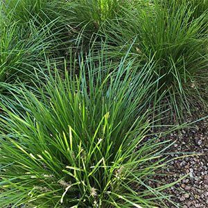 Lomandra Lime Tuff, Ornamental Grass, Drought Tolerant Plants, St Ives, Foliage Plants, Ornamental Grasses, Plant Species, Drought Tolerant, Front Garden