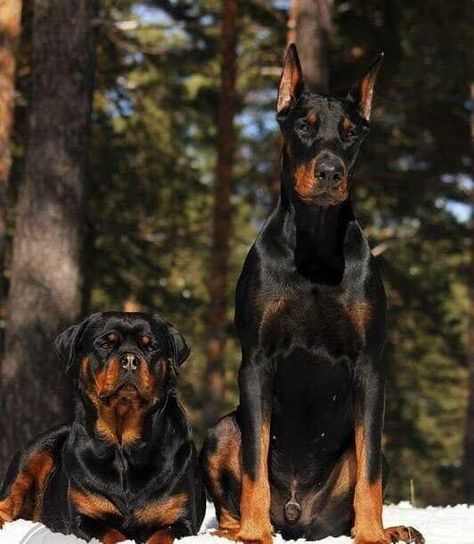 Rottweiler and Doberman Rottweiler And Doberman, Scary Dogs, Doberman Puppy, Doberman Dogs, Rottweiler Puppies, Rottweiler Dog, Pretty Dogs, Pretty Animals, Wild Dogs