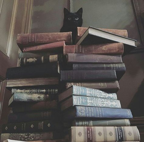 Cats and Books – Aspasía S. Bissas A Black Cat, A Black, Black Cat, Books, Black