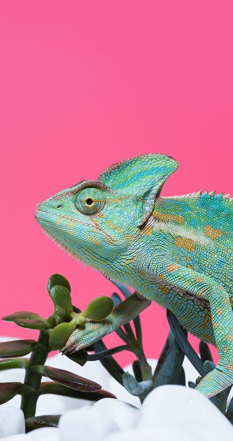 Chameleon Aesthetic Wallpaper, Chameleon Wallpaper Iphone, Chameleon Aesthetic, Neon Animals Wallpaper, Chameleon Illustration, Chameleon Art Illustration, Bicycle Camping, Lock Screen Wallpaper Iphone, Phone Screen Wallpaper