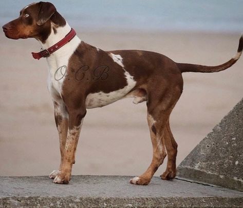 Catahoula Leopard Dog - Jackal's Old Country Blood Catahoula Leopard Hound, Native American Dog, Louisiana Catahoula Leopard Dog, Hunter Dog, Louisiana Usa, French Dogs, American Dog, Catahoula Leopard, Catahoula Leopard Dog