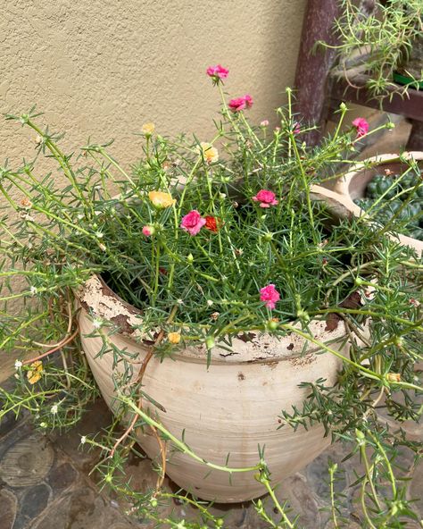 🌸 Moss rose in containers. Also in photos can see purple heart and crown of thorns. Grown from cuttings (grows very fast 📈). If planted on the ground - would look like a carpet. Likes full sun. (Needs a very sunny location).☀️🌞 #mossrose #puslane #portulaca #flowers #цветы #мойсад Portulaca Flowers, Moss Rose, Crown Of Thorns, Purple Heart, On The Ground, Carpet, Crown, Sun, Canning