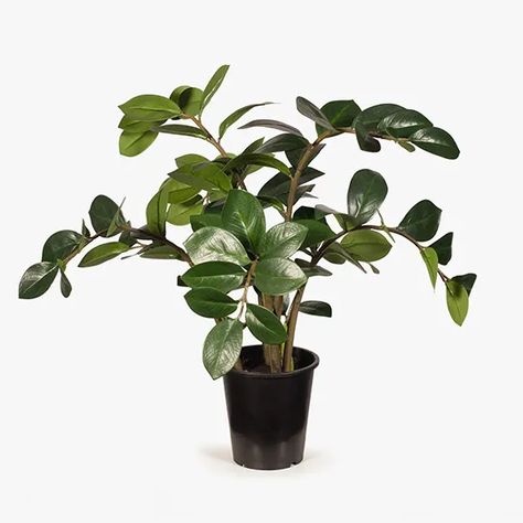 Zanzibar Gem Zanzibar Gem, Maidenhair Tree, Fiddle Leaf Tree, Container Dimensions, Ginkgo Tree, Swiss Cheese Plant, Ficus Lyrata, Outdoor Trees, Fiddle Leaf Fig Tree