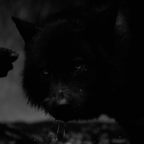 Direwolf Aesthetic, Black Wolf Aesthetic, Rafael Waithe, Wolf Core, Animal Pfps, Horror Costumes, Wolf’s Rain, Black Pomeranian, Werewolf In London