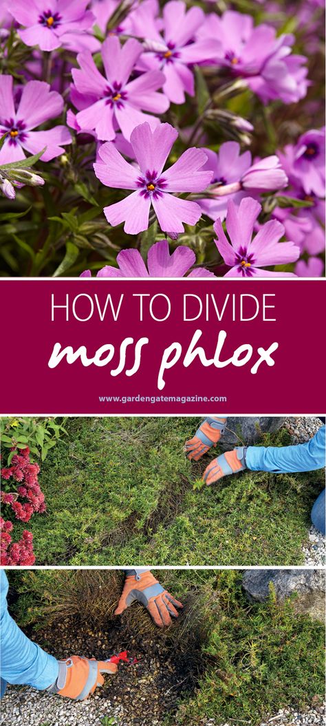 It's time to divide spring perennials! How to divide moss phlox. #dividingperennials Phlox Ground Cover, Smart Gardening, Phlox Plant, Moss Phlox, Spring Perennials, Phlox Flowers, Frugal Gardening, Front Flower Beds, Creeping Phlox