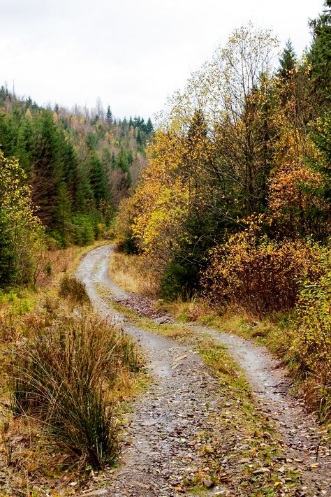 Ormanlık Alan, Beautiful Roads, Country Roads Take Me Home, Mountain Forest, Image Nature, Forest Path, Forest Road, Forest Hills, Forest Pictures