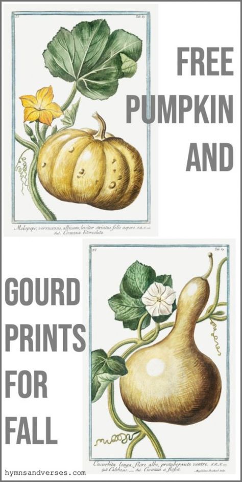 Pumpkin Botanical Print, Free Fall Botanical Printables, Fall Botanical Prints Free, Fall Printables Free, Free Botanical Printables, Printable Kitchen Prints, Botanical Prints Free, Botanical Printables, Farmhouse Printables