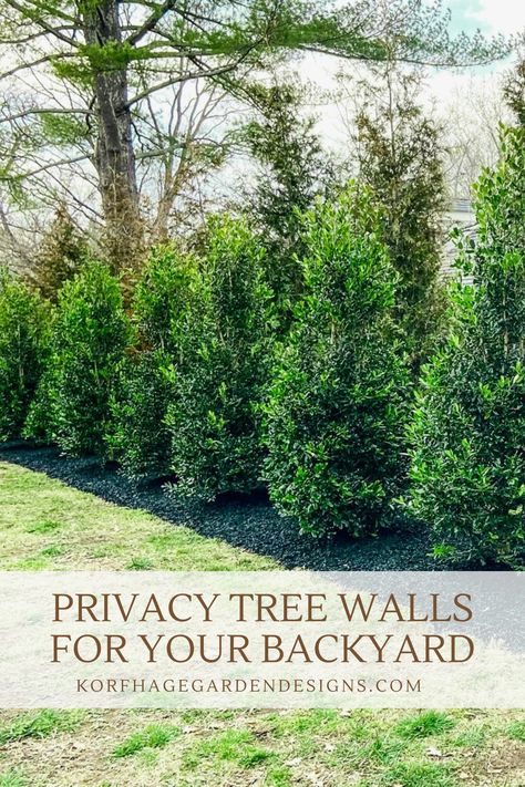 Privacy Landscaping is a major desire of many homeowners. Let’s walk through the steps on how to achieve this custom, private look. Backyard Tree Privacy Ideas, Tree Privacy Landscaping, Landscape Privacy Ideas, Landscaping Privacy Trees, Privacy Walls Backyard, Privacy Trees Between Houses, Front Yard Privacy Landscaping, Privacy Landscaping Between Houses, Landscaping For Privacy