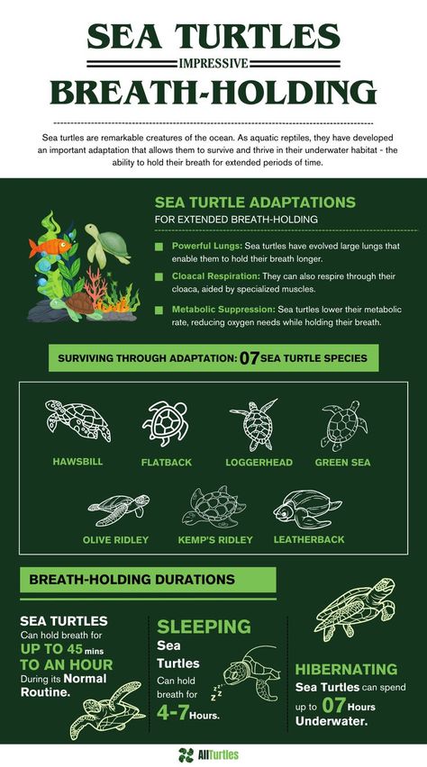 Sea Turtle Facts, Breath Underwater, Weird Animal Facts, Oceanography Marine Biology, Cool Sea Creatures, Biology Drawing, Giant Sea Turtle, Sea Turtle Species, Turtle Facts