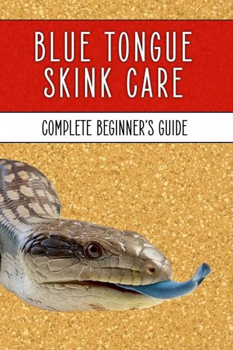 Blue Tongue Skink Care, Blue Tongue Lizard Enclosure, Blue Tongue Skink Enclosure Ideas, Blue Tongue Skink Enclosure, Skink Enclosure, Skink Lizard, Snake Repellent, Tortoise Food, Baby Bearded Dragon