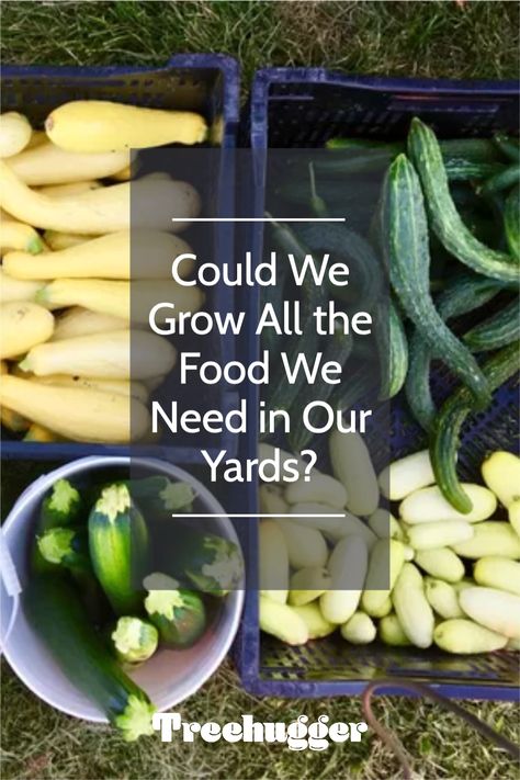 Perhaps this used to be common knowledge. During World War II, the government encouraged people to grow their own vegetables, and these tiny "victory gardens" provided nearly half of the country's vegetables. Victory Garden Layout, Victory Gardens, Common Knowledge, Victory Garden, Small Farm, Industrial Revolution, Garden Layout, Growing Food, The Government