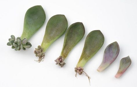 succulent propagation from leaves showing new growth Multiplier Des Plantes Grasses, Propagate Succulents From Leaves, Succulent Propagation, Cactus Terrarium, Baby Succulents, Succulent Cuttings, Propagating Succulents, Succulent Soil, Crassula Ovata