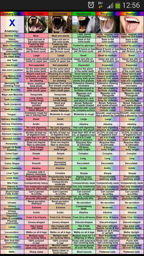 Carnivore, Omnivore, Herbivore, Frugivore, Human Fruitarian Diet, Tooth Chart, Brain Chemistry, Vegan Living, Circadian Rhythm, Vegan Life, Vegan Diet, Raw Vegan, Going Vegan