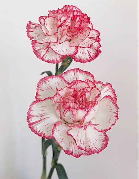 Carnation Flower Photography, Carnation Reference, Carnation Flower Wallpaper, Carnation Flower Aesthetic, Carnation Photography, Carnations Aesthetic, Carnation Flower Drawing, Carnation Drawing, Carnations Flower