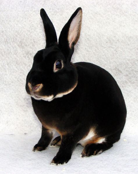 41 Strange on Twitter: "Black Otter Rex Rabbits… " Black Otter Rex Rabbit, Mini Rex Rabbit, Rabbit Breeds, Black Rabbit, Rex Rabbit, Pet Rabbit, Baby Bunnies, Animals Friends, Cute Bunny