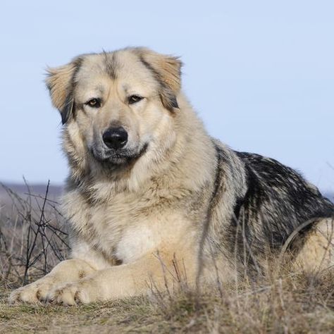 Ovcharka, also called Caucasian Shepherd Dog AND known as the Russian Bear Dog, it's no surprise that the Ovcharka is just as well known for its massive size as its protective nature | rare dog breeds Russian Bear Dog, Russian Dogs, Caucasian Ovcharka, Russian Bear, Caucasian Shepherd Dog, Caucasian Shepherd, Swedish Vallhund, Pretty Dog, Rare Dogs