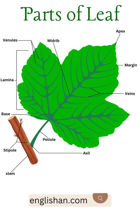 Parts of Leaf and Their Functions Parts Of Leaf, Leaf Structure Biology Notes, Parts Of A Leaf Worksheet, Leaf Anatomy Diagram, Structure Of A Leaf, Parts Of A Leaf, Parts Of A Plant And Their Functions, English 101, Picture Vocabulary