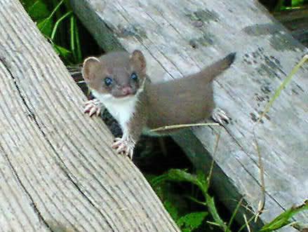 Baby Stoat | How cute can anything be, a baby stoat well on the way to being a ... Animal Babies, Baby Animals Pictures, Cute Creatures, Sweet Animals, Animal Photo, Nature Animals, 귀여운 동물, Animals Friends