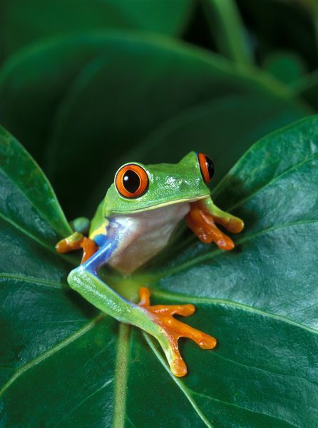 Leaf Frog, Rainforest Habitat, Pet Frogs, World Tree, Red Eyed Tree Frog, Frog Pictures, Frog Art, Tree Frog, Poster Size Prints