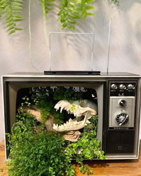 The Terrorium Shop on Instagram: “SOLD——Sweet repurposed vintage Tv Terrorium 🌱✨ . . . .” Vintage Tv Repurposed, Crazy Animals, Cabinet Tv, Shrimp Tank, Console Tv, Moodboard Inspo, Claw Machine, Tv Units, Things To Do When Bored